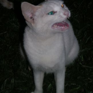 Индийский саблезубый кот