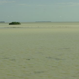 Flamingo in the Florida Bay Фламинго во Флоридском заливе