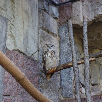 Eagle-owl Филин